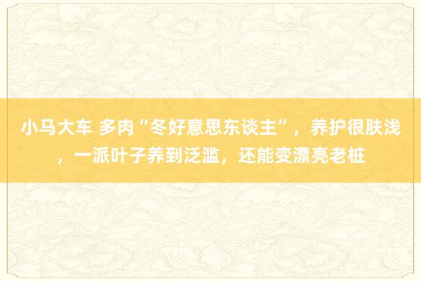 小马大车 多肉“冬好意思东谈主”，养护很肤浅，一派叶子养到泛滥，还能变漂亮老桩